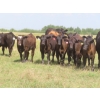 Image 1 : Pleasant Vista Farms - 675# October Delivery Steer Calves - 90 Head (Peebles, SK)