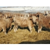 Image 4 : Forbes Bros. Ranching - 870# March Delivery Steers - 340 Head (Senlac, SK)