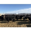 Image 7 : 9 Bar Ranch - 600# February Delivery Heifers - 30 Head (Fincastle, AB) VBP+