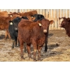 Image 7 : Ugly Head Feeders - 760# March Delivery Heifers - 68 Head (Killam, AB)