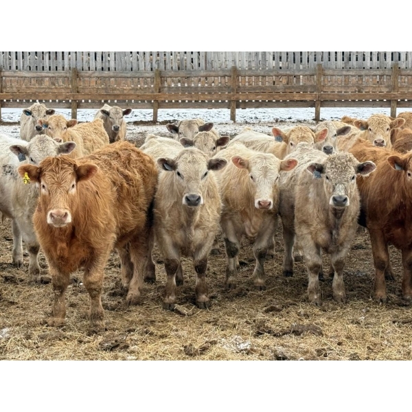 Justin Tateson - 960# March Delivery Steers - 125 Head (Scandia, AB)