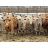 Image 1 : Justin Tateson - 960# March Delivery Steers - 125 Head (Scandia, AB)