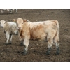 Image 7 : Cluny Colony - 780# October Delivery Weaned Heifers - 70 Head (Cluny, AB)