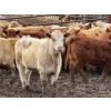 Image 7 : Doerksen Farms - 1000# August Delivery Heifers - 63 Head (Gem, AB)