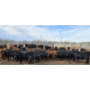 Image 2 : South Island Farms - 880# March Delivery Steers - 134 Head (Bow Island, AB)