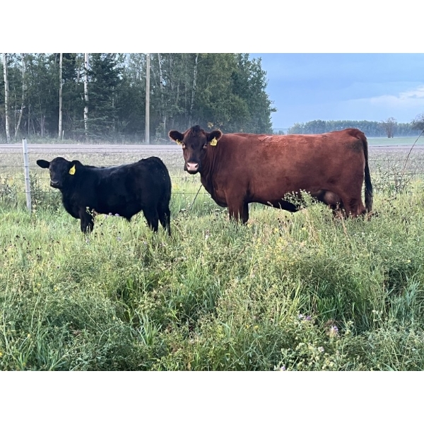 Bar 4 Ranch - 460# November Delivery Steer Calves - 95 Head (Goodlow, BC)