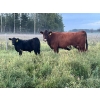 Bar 4 Ranch - 460# November Delivery Steer Calves - 95 Head (Goodlow, BC)