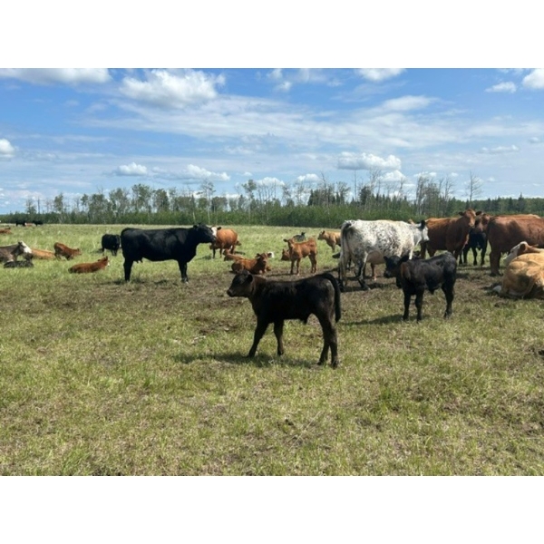 Lazy Q Ranch & Fourth Creek Cattle Co. - 520# November Delivery Steer Calves - 110 Head 