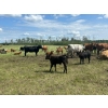 Image 1 : Lazy Q Ranch & Fourth Creek Cattle Co. - 520# November Delivery Steer Calves - 110 Head 