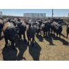Image 2 : Ripple Rock Ranch - 690# April/May Delivery Heifers - 90 Head (Fincastle, AB)