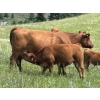 Image 4 : Phoenix Farms - 650# October Delivery Steer Calves - 90 Head (Bridesville, BC)