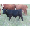 Image 14 : Storle Farms Ltd. - 630# October Delivery Steer Calves - 88 Head (Lake Alma, SK)