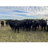 Image 3 : Tribar Ranching Co. - 900# October Delivery Grass Heifers - 60 Head (Steep Rock, MB)