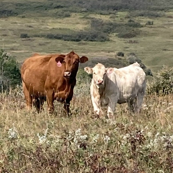 Lindy Greig - 530# October Delivery Heifer Calves - 45 Head (Nanton, AB)