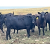Image 6 : Boggy Springs Ranch - 970# September Grass Heifers - 100 Head (Maple Creek, SK)