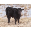 Image 8 : Sybouts Lake Farms Ltd. - 525# March Delivery Heifers - 85 Head (Gladmar, SK)