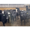 Image 1 : R7 Farms (West 40 Farms) - 875# February Delivery Heifers - 205 Head (Crossfield, AB)