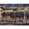Image 6 : Selte Farms (1985) Ltd. - 790# March Delivery Steers - 70 Head (Vermilion, AB)