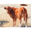 Image 11 : Leonard Lundquist/Andrew Ranching - 675# October Delivery Steer Calves - 90 Head (Rolling Hills, AB)