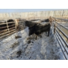 Image 1 : High Prairie Ltd. (Leonard Parke) - 11 Black Heifers (Pen 537 - 539)
