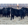 Image 2 : Attema Farms Ltd. - 970# February Delivery Steers - 64 Head (Bentley, AB)