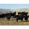 Image 6 : Bauer Ranching - 790# February Delivery Steers - 190 Head (Hilda, AB)
