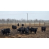 Image 4 : South Island Farms - 880# March/April Delivery Steers - 140 Head (Bow Island, AB)