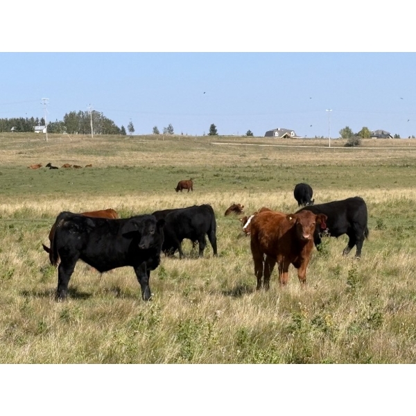 Stan Church - 610# October Delivery Steer Calves - 90 Head (Cochrane, AB)