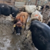 Image 3 : Idaho Dairies/Ranches - 46 Mixed (Burley, ID)