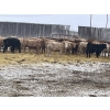 Image 4 : R7 Farms - 850# January Weaned Heifers - 70 Head (Crossfield, AB)