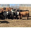 Image 2 : Tyler Johnson - 900# August Delivery Grass Heifers - 70 Head (Olds, AB)