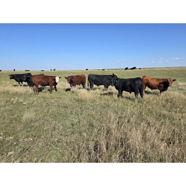 Wyatt & Meg Isaacson - 950# Sept/Oct Delivery Grass Steers - 260 Head (Killdeer, SK)