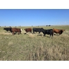 Image 1 : Wyatt & Meg Isaacson - 950# Sept/Oct Delivery Grass Steers - 260 Head (Killdeer, SK)