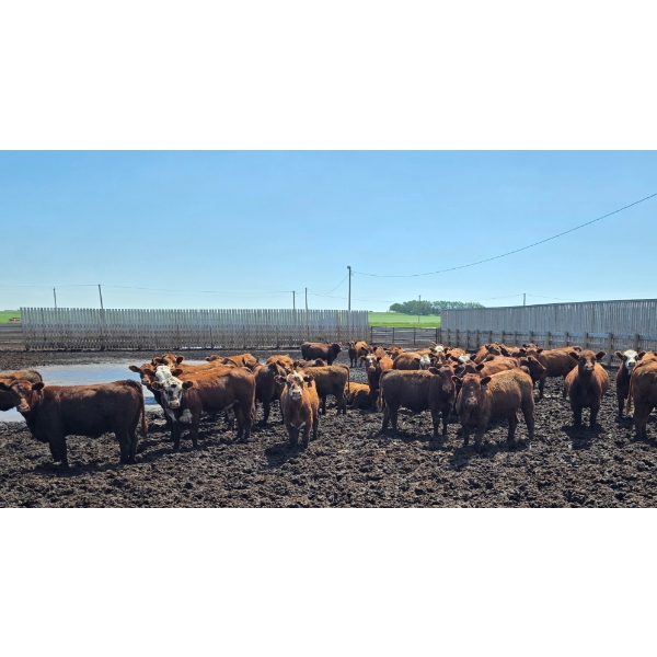 Cattlewood Farms Ltd. - 675# July Delivery Heifers - 90 Head (Fincastle, AB)