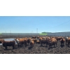 Image 1 : Cattlewood Farms Ltd. - 675# July Delivery Heifers - 90 Head (Fincastle, AB)
