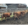 Image 8 : Bob & Donna, Nikita Leavitt - 600# October Delivery Steer Calves - 55 Head (Kamloops, BC) VBP+
