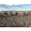 Image 5 : Cunningham Cattle Co. - 990# August Delivery Heifers - 186 Head (Sundre, AB)