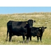 Image 10 : Wilson Grande Coulee Ranch - 650# October Delivery Steer Calves - 42 Head (East Coulee, AB) VBP+
