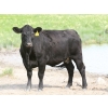 Image 6 : Right Cross Ranch - 1150# August Delivery Young Open Cows - 22 Head (Gapview, SK)
