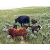 Image 9 : Dot Bar Dot Ranch - 575# November Delivery Steer Calves - 100 Head (Fox Valley, SK)