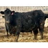 Image 2 : M & H Ranch & Feedlot - 1525# Cows - 39 Head (Pincher Creek, AB)