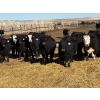 Image 5 : East Wind Farms - 950# February Delivery Steers - 75 Head (High River, AB)