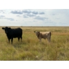 Image 2 : Circus Coulee Cattle (Robert & Jordy Hoff) - 565# November Steer Calves - 95 Head (Dorothy, AB)