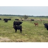 Image 10 : Franklin Cattle Co. - 600# December Delivery Heifer Calves - 200 Head (Marwayne, AB)