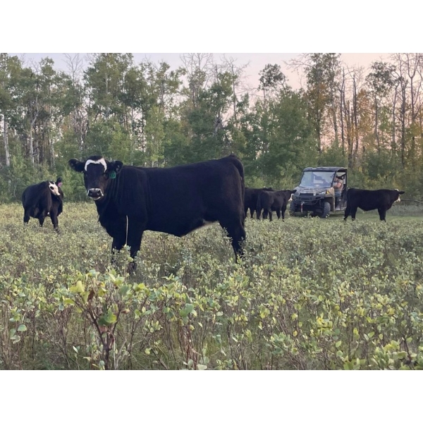 SFC Land & Cattle - 550# October Delivery Steer Calves - 60 Head (Jedburgh, SK) VBP+