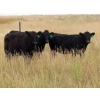 Image 3 : Two Point Cattle - 740# October Grass Heifers - 157 Head (Dilke, SK)