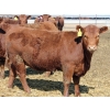 Image 3 : A&S Farms - 30 Red Replacement Heifers (Coaldale, AB)