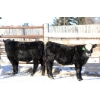Image 3 : Box Ranch - 600# February Delivered Steers - 75 Head (Corning, SK) 