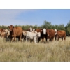 Image 12 : Logan Brothers (Rod, Barry & Bruce) - 675# October Delivery Heifer Calves - 80 Head (Oyen, AB)