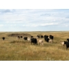 Image 11 : Douglass Cattle Co. - 570# November Delivery Steer Calves - 85 Head (Finnegan, AB)